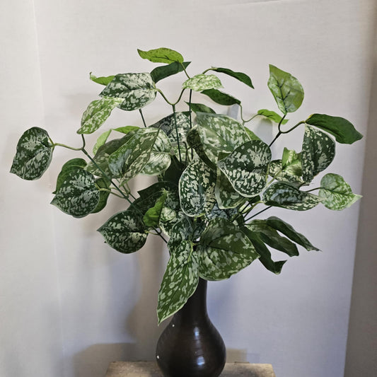 21" Fittonia Bush