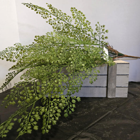Maiden Hair Fern