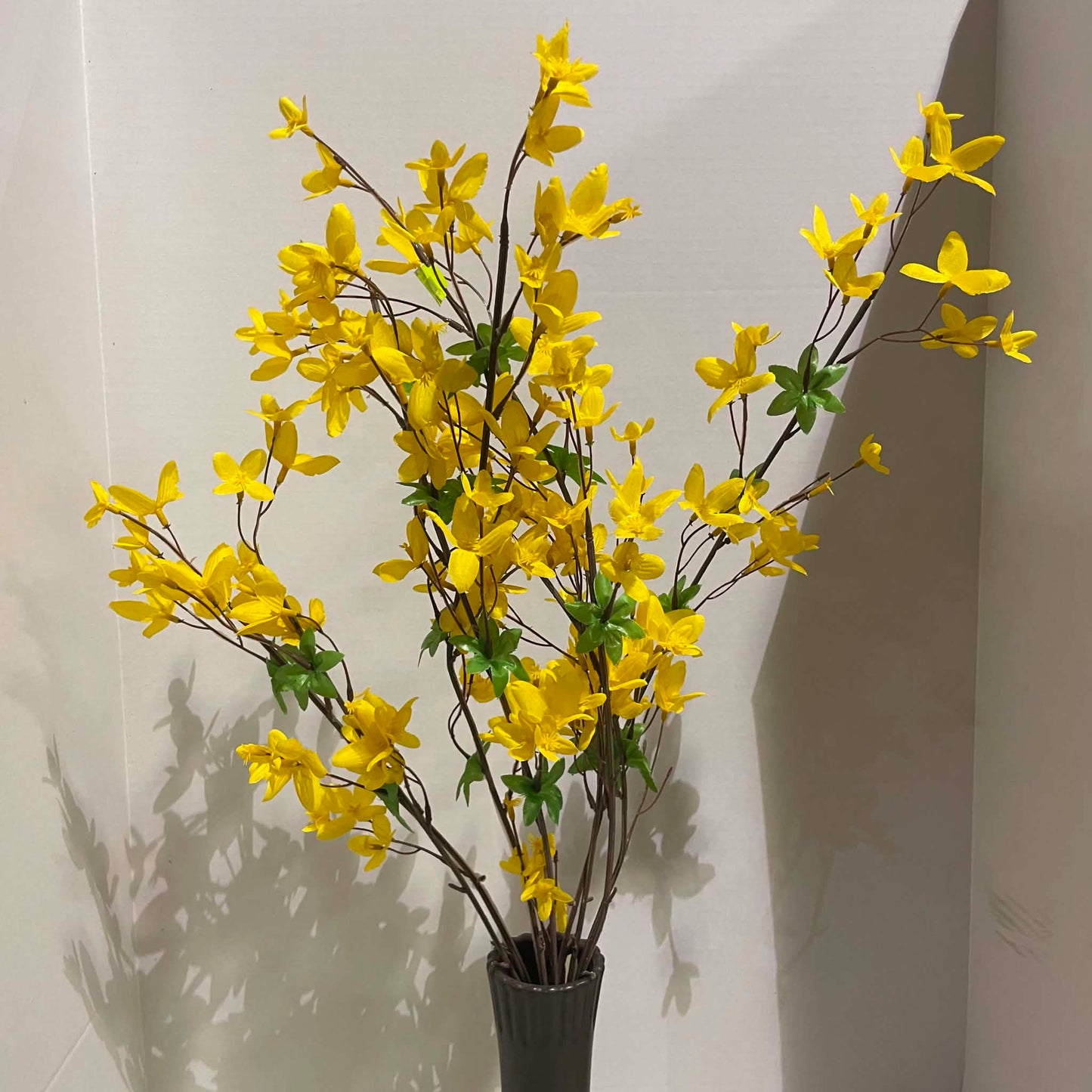60181YW - Forsythia Bush