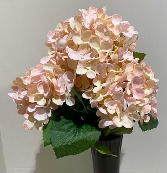193052-SOFTPK - Hydrangea Bush