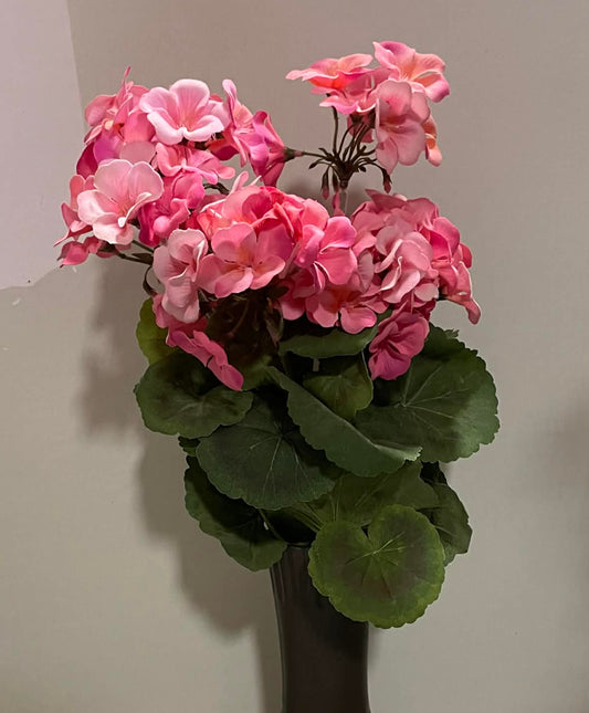 181889-PK - Geranium Bush