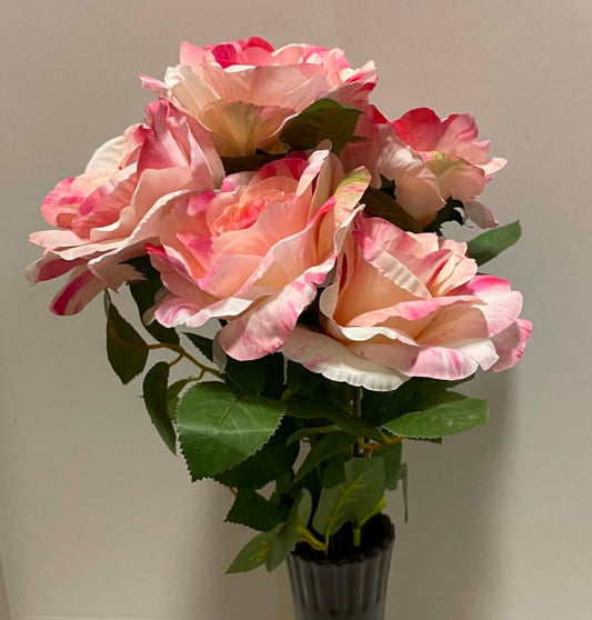 35145CMPK - 20" English Rose Bush