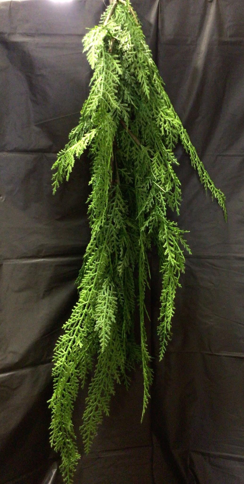 2833227VG - Cypress Tear Drop Spray