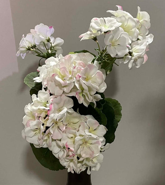 181889-CM - Geranium Bush
