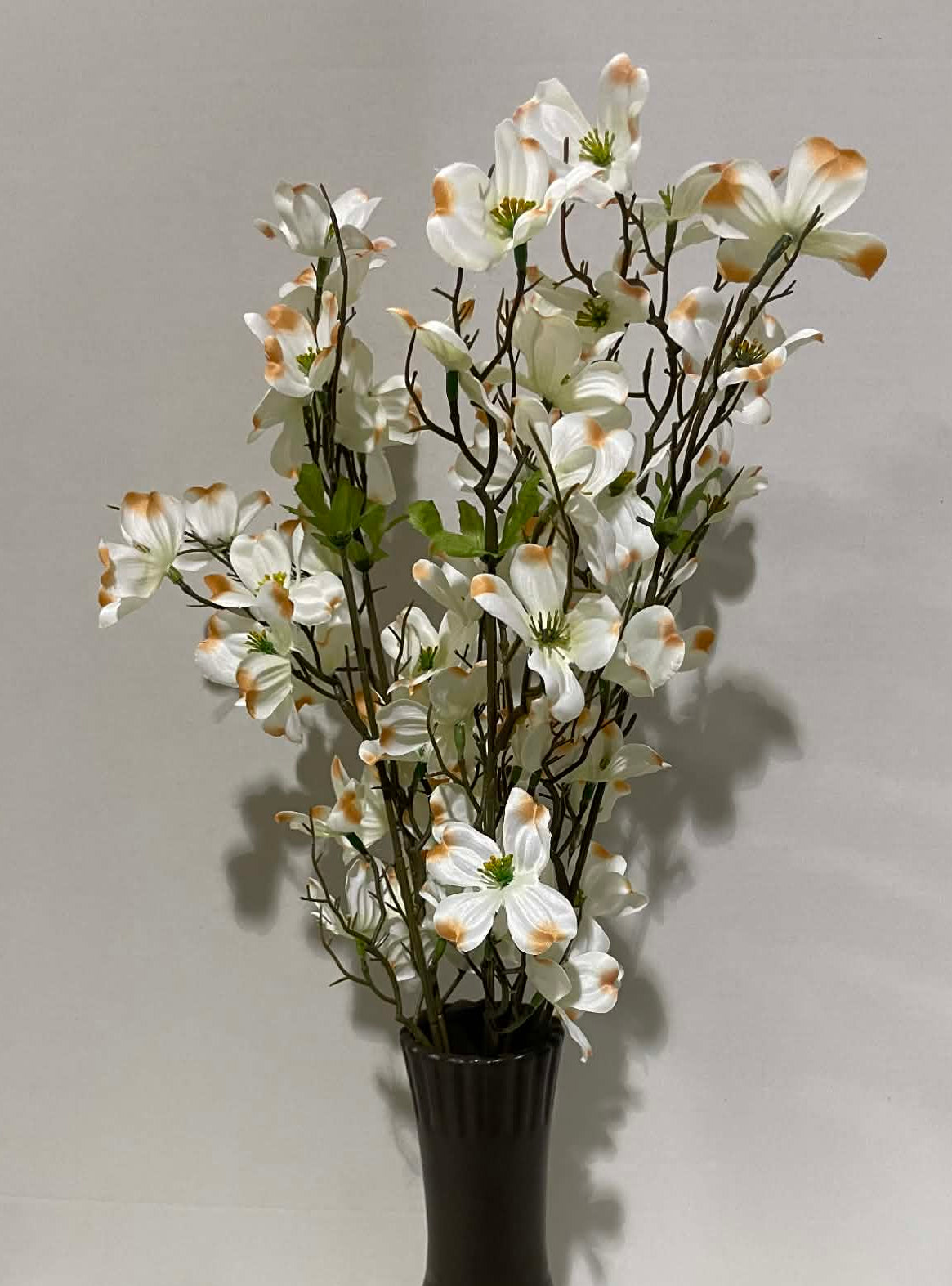 73921-CRM - Dogwood Bush