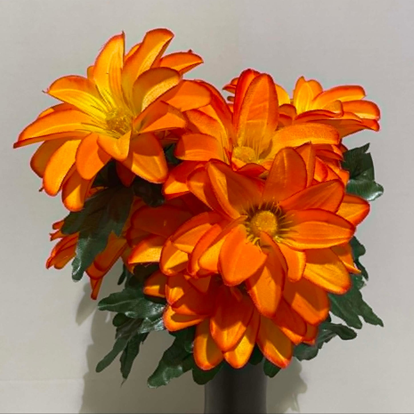 55997-ORG - Corn Flower Bush