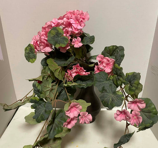 13261-PK - Geranium Hanging Bush