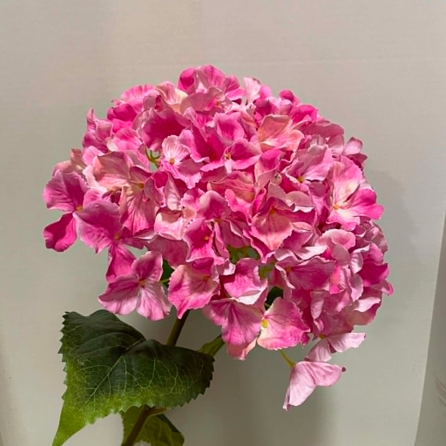 79405-BTY - Jumbo Hydrangea