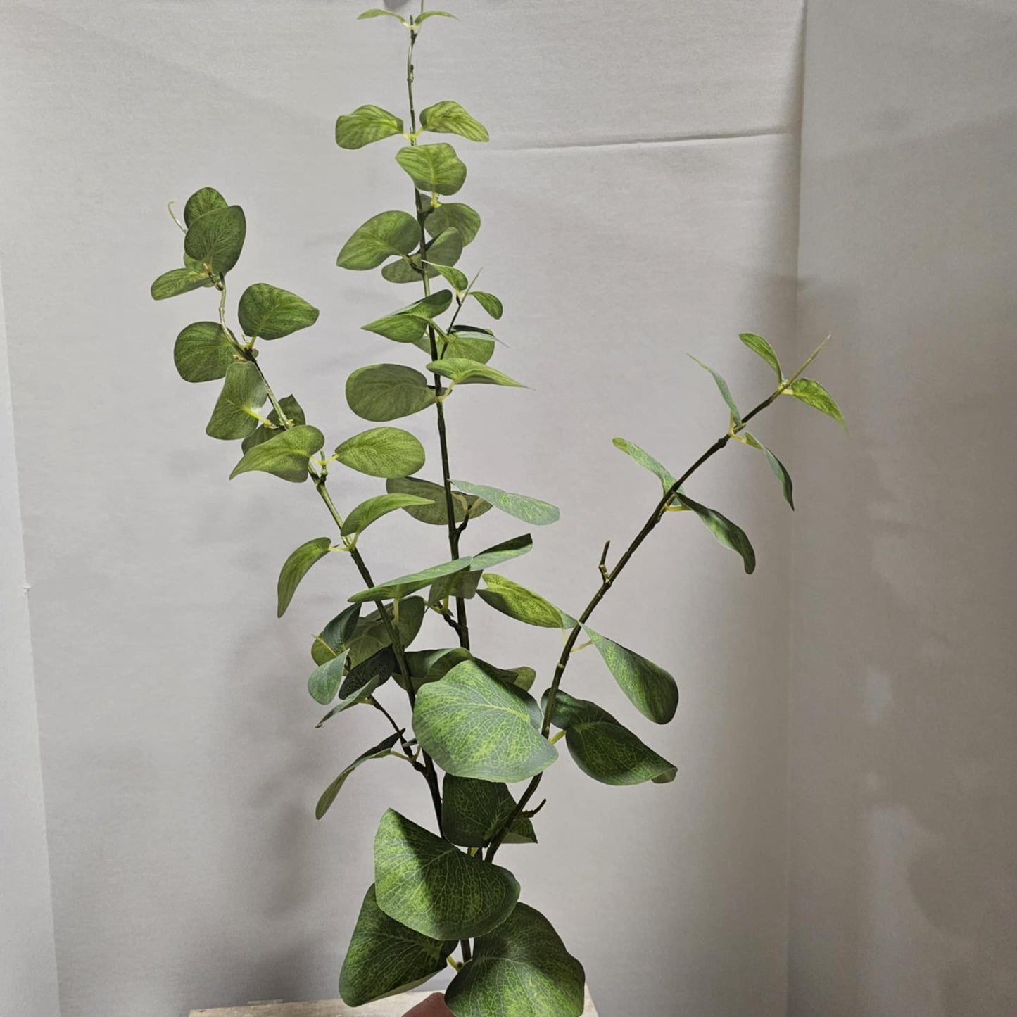 Large Eucalyptus - 12461