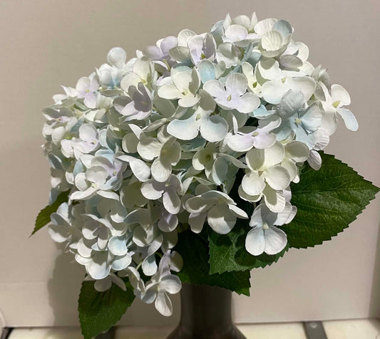 193052-CORAL - Hydrangea Bush